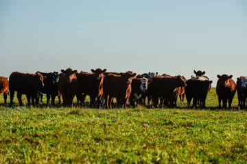 Foto op Aluminium Countryside landscape with cows grazing, La Pampa, Argentina © foto4440