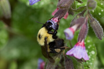 Bee on a flower
