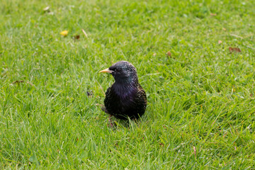 Common Starling on Grass