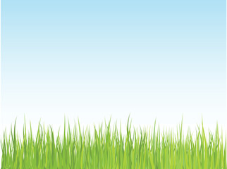 Obraz na płótnie Canvas Grass against blue sky