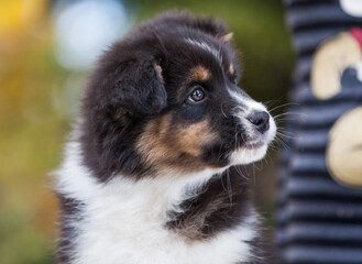 Australian Shepherd tricolor puppy in the park	