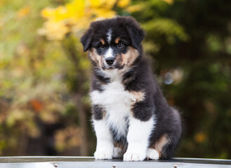 Australian Shepherd tricolor puppy in the park	