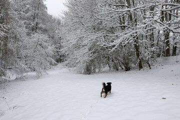 Dog walking in the snow, United Kingdom
