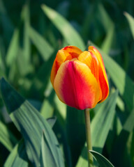 A beautiful red tulip with a yellow edge on the petals. A spring garden plant. Close-up.