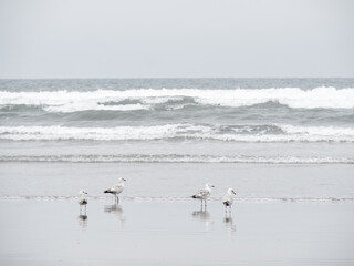 Seaside coastal landscape - gulls, seagulls on wet, sandy beach, UK.