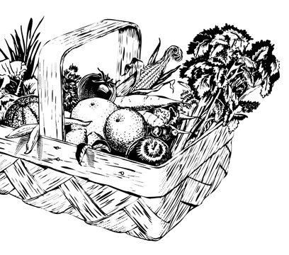 Vintage 1950s etched-style harvest of fruit and vegetables in a basket; detailed black and white from authentic hand-drawn scratchboard. Basket is complete.