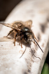 macro of a fly
