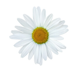 Beautiful white Daisy (Marguerite) isolated on transparent background. Chamomile isolated on transparent background