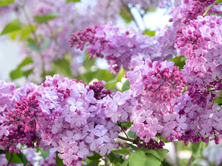 ライラックの花