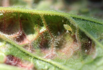 Currant blister aphid sucking leaf sap