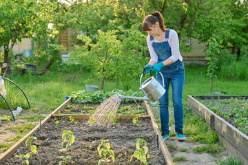 Woman watering vegetable garden with wooden beds with young vegetables