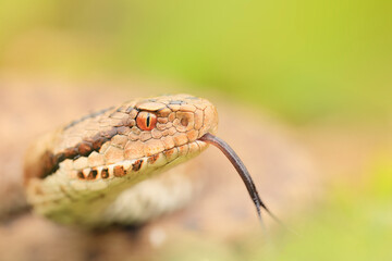 Vipera seoanei - Seoane's viper