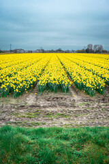 Fototapeta na wymiar Yellow flowers at the fields in Lisse, The Netherlands.