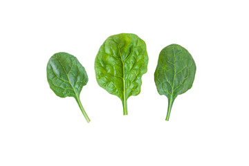 Green spinach leaves set isolated transparent png. Spinacia oleracea leaf vegetable.