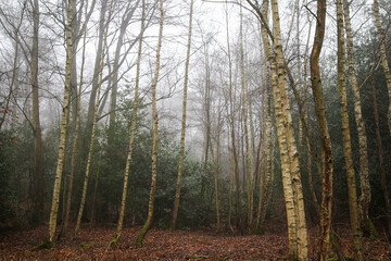 Trees in Epping Forest in the mist, United Kingdom