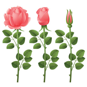 Three pink roses on a white background
