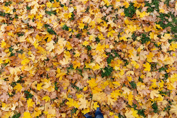 Multicolored yellow, orange, green dried maple leaves on ground. Autumn concept. Natural background.