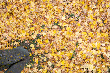 View from a tree on the bright autumn foliage of maple falling from it. Autumn concept