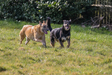 Pet Dogs enjoying a walk, United Kingdom