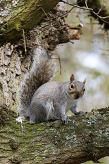 Eastern Grey Squirrel (Sciurus carolinensis), United Kingdom