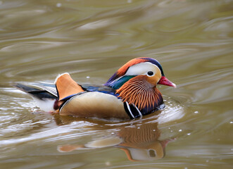 Male Mandarin Duck, United Kingdom