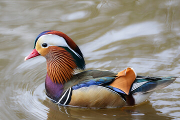 Male Mandarin Duck, United Kingdom