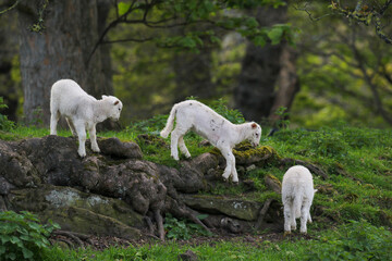 Fototapeta premium Cute Lambs on a Sheep Farm, Wales
