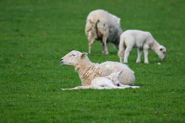 Obraz premium Sheep Framing in Wales, United Kingdom