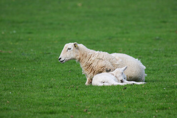 Sheep Framing in Wales, United Kingdom