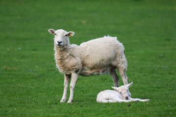 Sheep Framing in Wales, United Kingdom