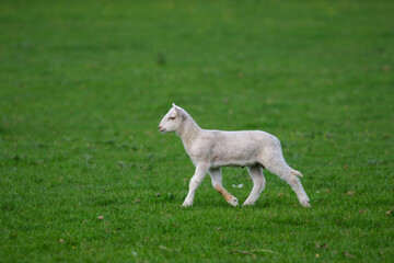 Obraz premium Cute Lambs on a Sheep Farm, Wales