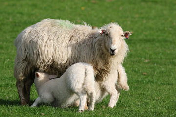 Fototapeta premium Lamb suckling from their mother, Sheep Farming, Wales