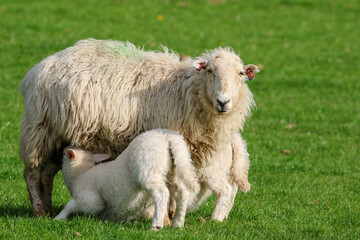 Naklejka premium Lamb suckling from their mother, Sheep Farming, Wales