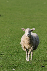 Obraz premium Sheep Framing in Wales, United Kingdom