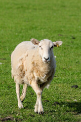 Naklejka na ściany i meble Sheep Framing in Wales, United Kingdom