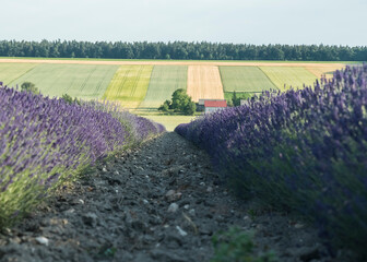pola uprawne lawendy © siwyk