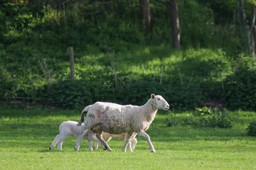 Obraz na płótnie Canvas Sheep Framing in Wales, United Kingdom