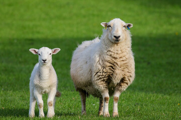 Sheep Framing in Wales, United Kingdom