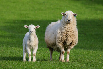 Sheep Framing in Wales, United Kingdom