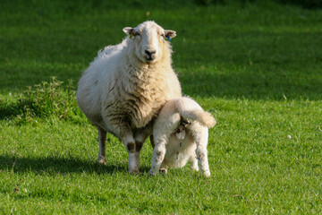 Obraz premium Lamb suckling from their mother, Sheep Farming, Wales