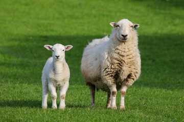 Naklejka na ściany i meble Sheep Farming, Northern Wales