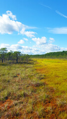 Obraz premium estonia swamp moor landscape view nature trail national park