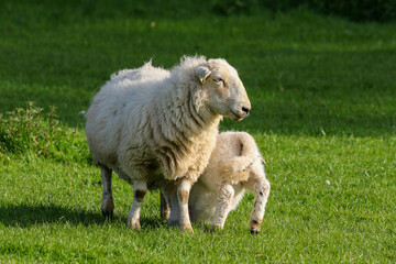 Lamb suckling from their mother, Sheep Farming, Wales