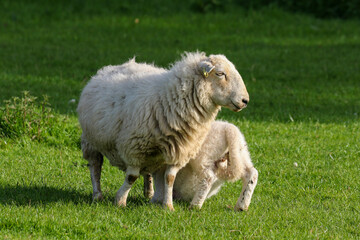 Lamb suckling from their mother, Sheep Farming, Wales