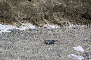 Seals in Angel Bay, Llandudno, Wales