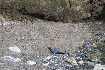 Seals in Angel Bay, Llandudno, Wales