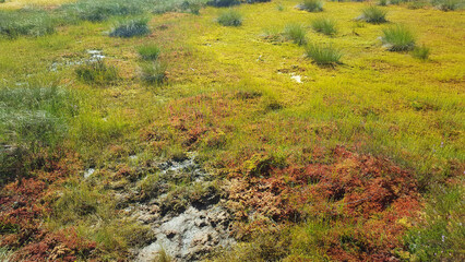 estonia swamp moor landscape view nature trail national park