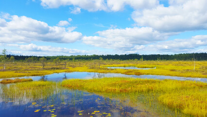 Fototapeta premium estonia swamp moor landscape view nature trail national park