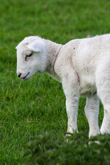 Obraz na płótnie Canvas Cute Lambs on a Sheep Farm, Wales