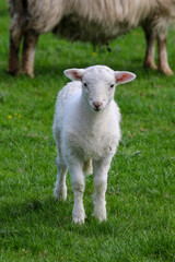 Naklejka na ściany i meble Cute Lambs on a Sheep Farm, Wales